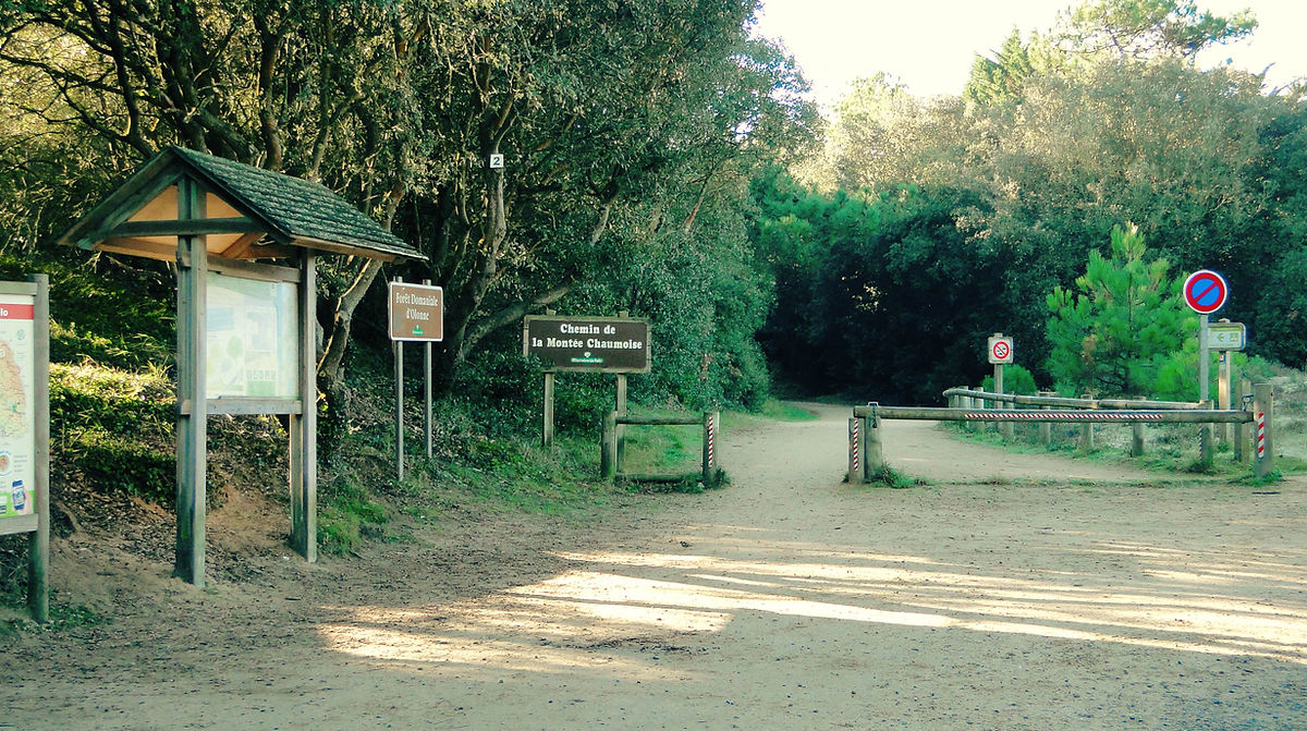 Ballade en forêt